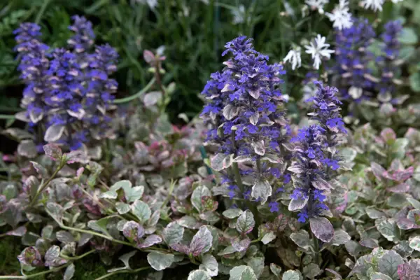 Ajuga reptans 