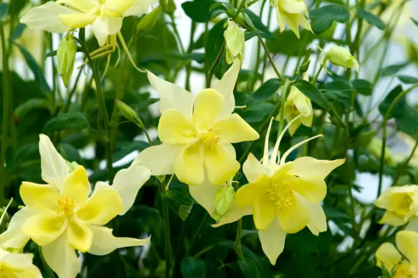 Aquilegia Chrysantha 'Texas Yellow'