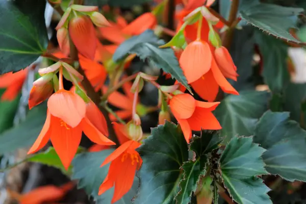 Begonia Boliviensis „Fire Crackling Orange”