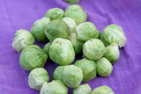 Brassica oleracea (grupo Gemmifera Group) 'Oliver'