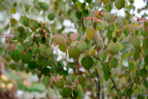 Cercidiphyllum japonicum