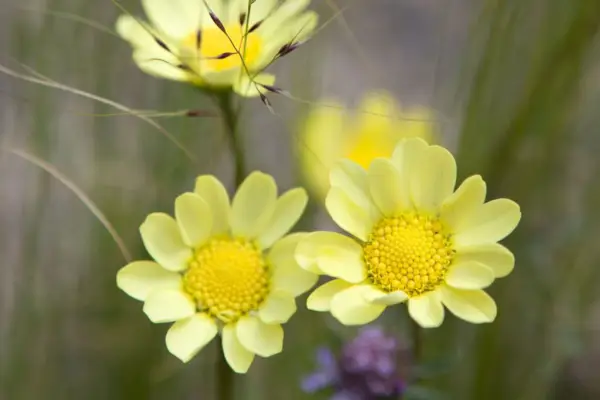 Chrysanthemum multicaule 'Moonlight'