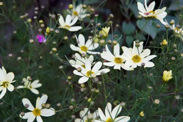Coreopsis 'moonbeam'