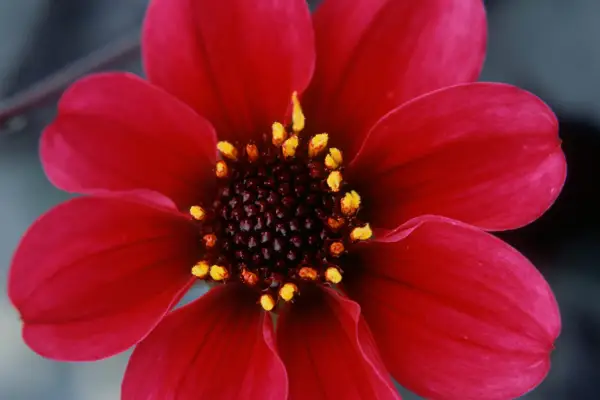 Dahlia 'Roxy'