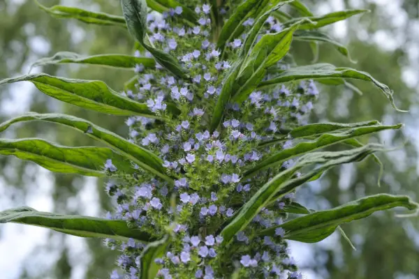 Echium Pininana
