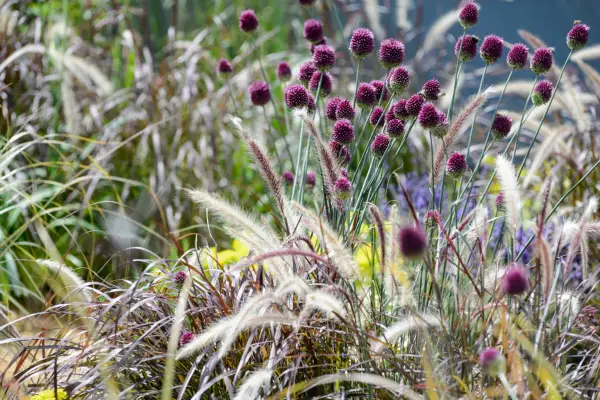 Opt combinații de plante de ierburi și flori