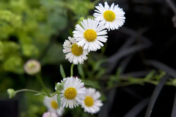 Eriger Karvinskianus „Profuzie”