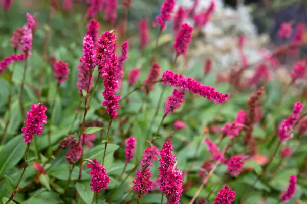 Red pink persicaria