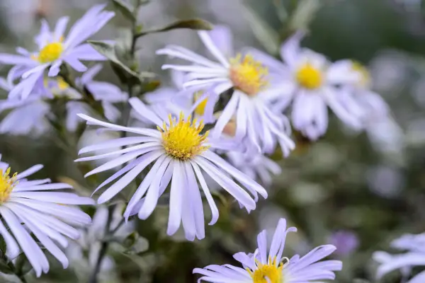 Aster Algars Pride