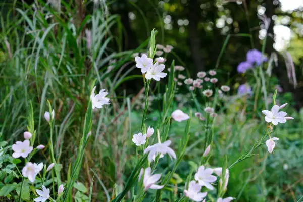 Hesperantha Pink Princess