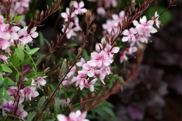 Gaura Passionate Pink