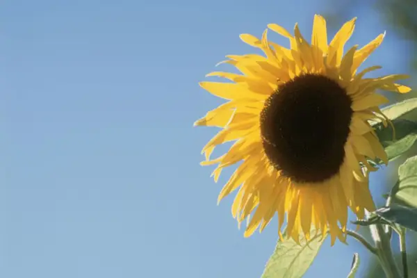 Helianthus Annuus „Americký gigant“
