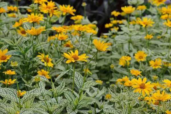 Heliopsis Helianthoides SSP. Scabrous 'Sunburst'