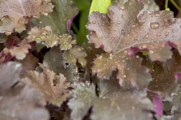 Heuchera 'chocolate volantes'