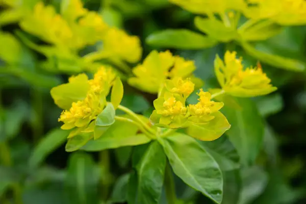 Euphorbia polychroma