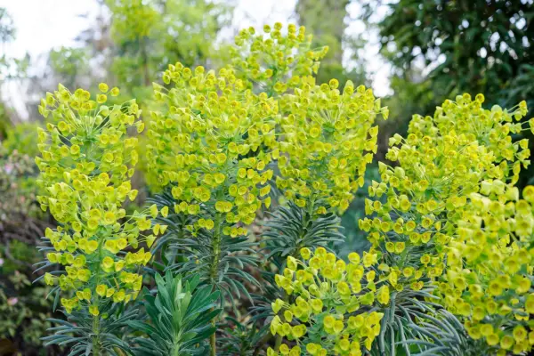 Como podar Euphorbias