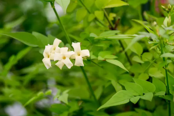 Jasminum officinale „Clasted Cream”