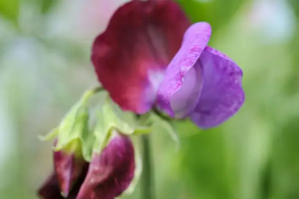 Lathyrus Smell Beeline '