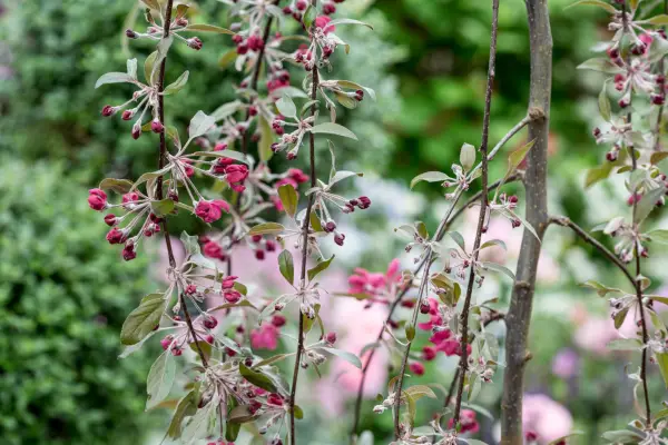 Malus x purpurea 'Crimson Cascade'