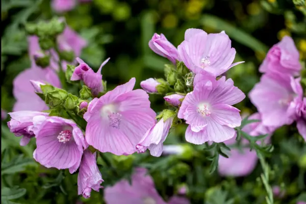 Malva moschata flowers. Getty Images