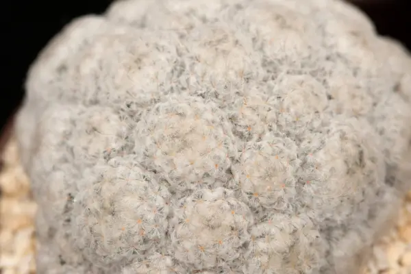 Mammillaria Plumosa