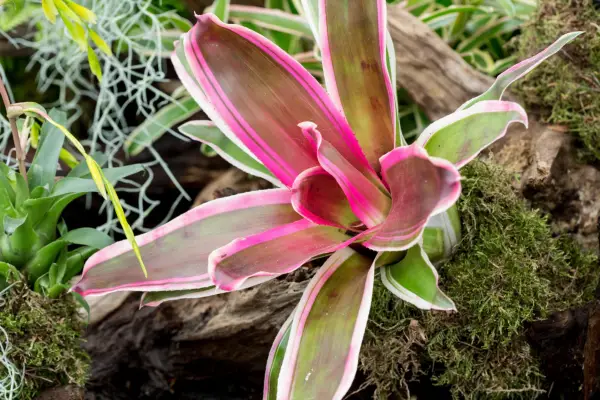 Neoregelia Carolina 'Rafael'