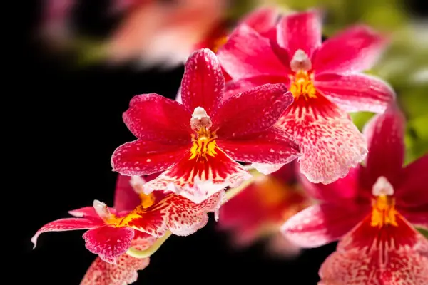 Cambria orchid. Credit: Getty Images
