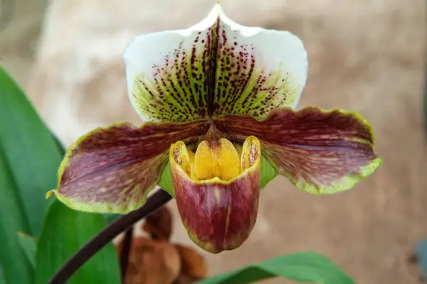 Paphiopedalum orchid