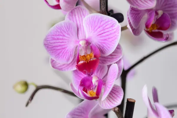 Phalaenopsis orchid