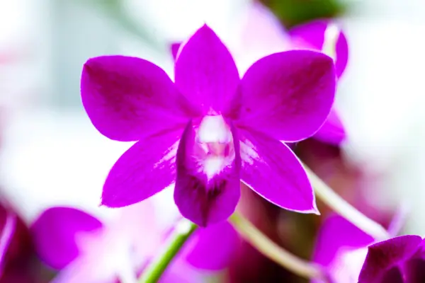 Dendrobium orchid