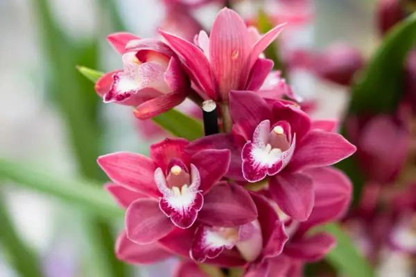 Cymbidium orchid