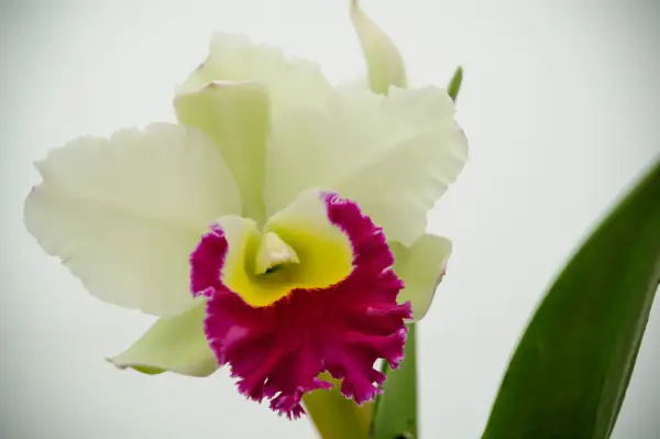 Cattleya 