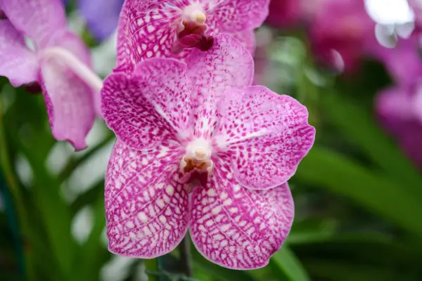 Vanda orchid