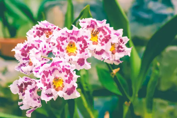 Odontoglossum orchid. Credit: Getty Images