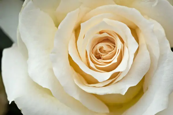 Rosa „Nu este ea minunată”