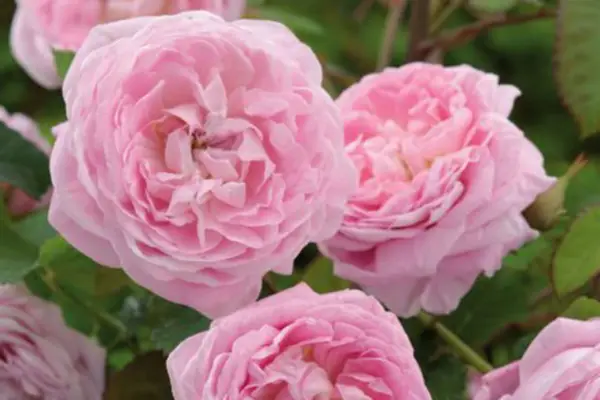 רוזה 'המלכה אן'