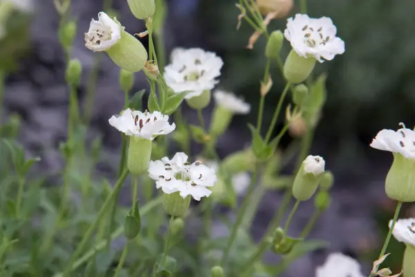 Silene uniflora 'Alba'
