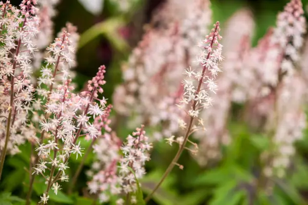 Tiarella 'sukker og krydderi'
