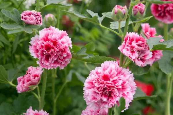 Alcea rosea 'Fiesta Time'