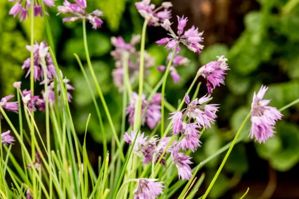 Allium cyaneum