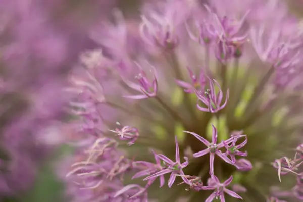Allium 'Powder Puff'