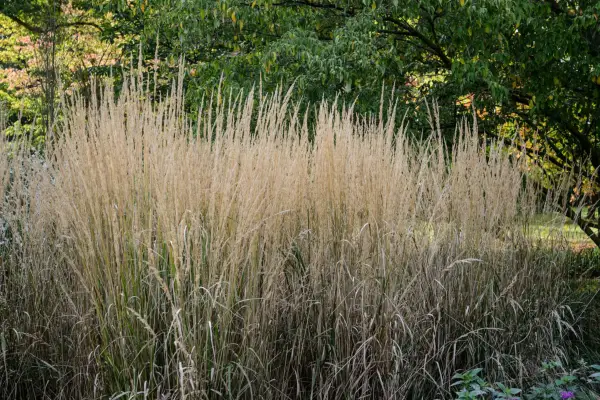 Calamagrostis x acutiflora