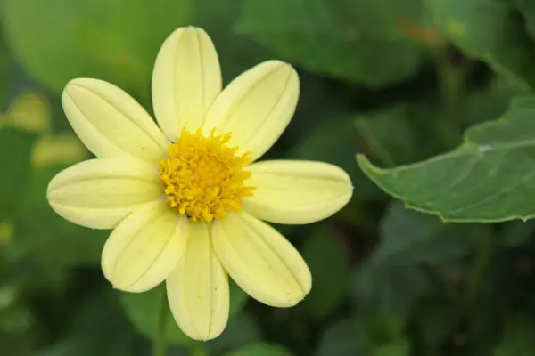 Dahlia „topmix żółty”