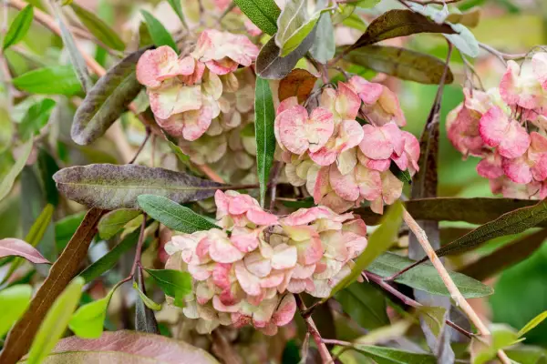 Dodonaea lepkie „fioletowe