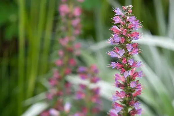 Echium encantador 'plumas rojas'