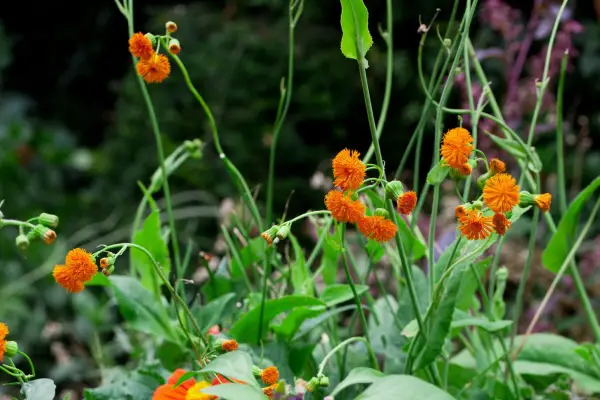 Emilia Sonchifolia var. Javanica 'irský básník'