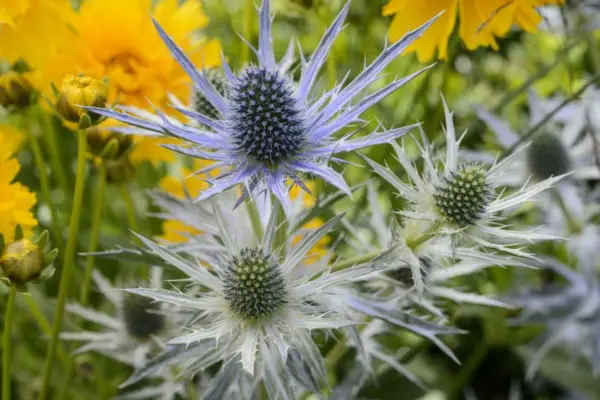 Eryngium bourgatii picos albastru '