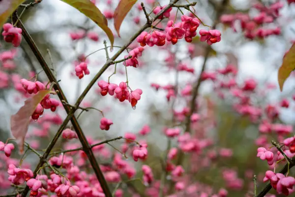 Euonymus Hamiltonianus 'Pink Delight'