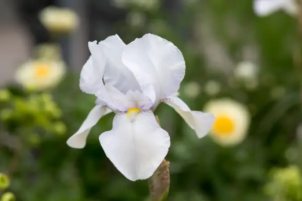 Iris 'White City'
