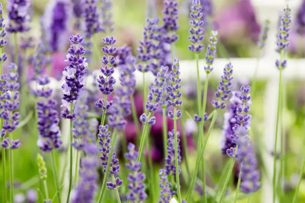 Lavandula X Intermediate 'Olympia'